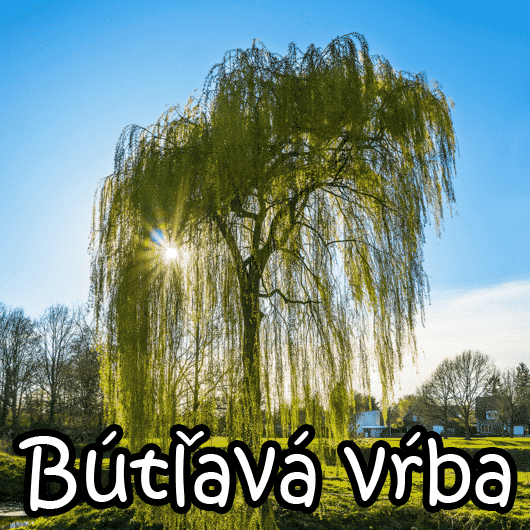 Bútľavá vŕba 1