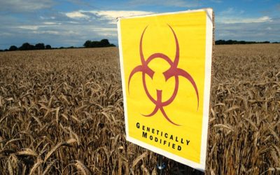 Kŕmite seba, alebo dokonca vaše dieťa geneticky upravenými potravinami, ktoré podľa prieskumov spôsobujú rakovinu? Spúšťame zbierku pre testy GMO! 