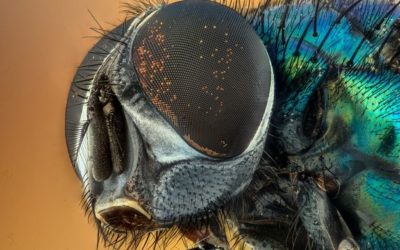 Masivní vymírání hmyzu ohrožuje zásobování potravinami – !Argument
