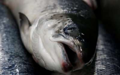 Američané ochutnají geneticky upravené lososy. Rostou dvakrát rychleji.