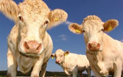60 % masa nebude v roce 2040 pocházet ze zabitých zvířat.