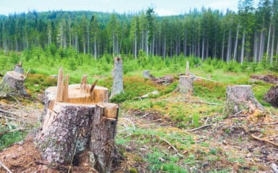 Po nás mýtina. Česko zřejmě přijde v příštích letech o všechny smrky na rozloze milionu hektarů. Kdo za to může? 