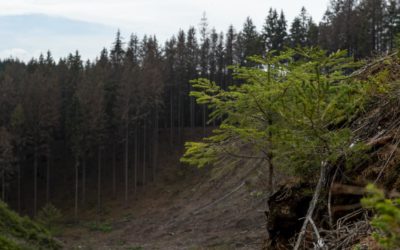 Sucho už těžce zasáhlo porosty, některé stromy letos nepřežijí.