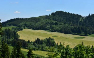 Konflikt medzi aktívnym lesníckym a pasívnym ochranárskym prístupom ku krajine sa presúva zo sociálnych sietí, médií a politických kuloárov do ulíc.