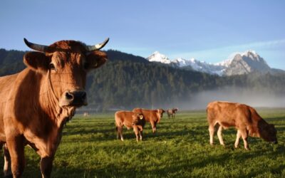 Ekologická politika EÚAk má Slovensko naplniť emisné kvóty, musí prestať ťažiť drevo a chovať dobytok.
