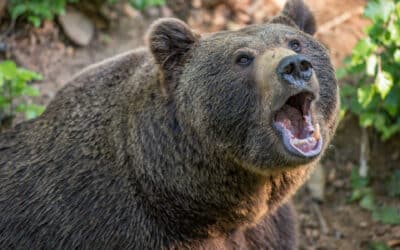 Taraba prezradil detaily. Ako to bude s odstrelom medveďov a čo prisľúbil Šutaj Eštok?