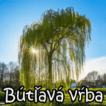 Bútľavá vŕba 127 (Prečo vystúpiť z EÚ a čo potom ?)