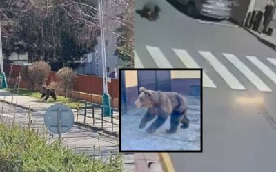 Vyčíňanie medveďa v Liptovskom Mikuláši, ktorý poranil piatich ľudí: Nové informácie.