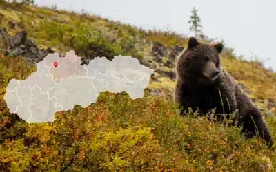 Medveď nad obcou Stráňavy zaútočil na hubára a poľovníkov.