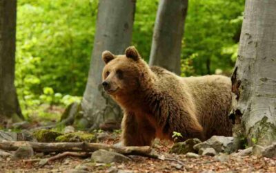 Po napadnutí medveďom na Poľane utrpeli zranenia dve osoby.